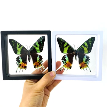 Madagaskar günbatımı güve Kelebek Numune Papilio rhipheus Kral kelebek Düğün doğum günü hediyesi DIY Yaratıcı Ev Dekorasyon