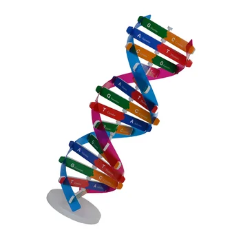 1 Adet DNA Çift Sarmal Model Genler Öğrenme Aracı Biyolojik Aracı DIY Modeli Bilim Deney Aracı Öğrenciler için Ofis Çocuklar
