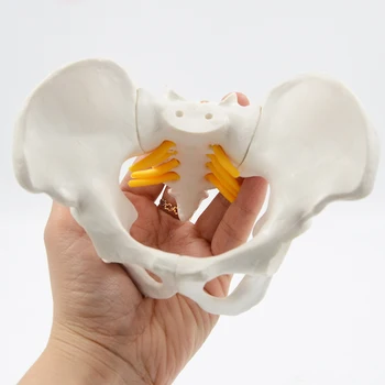 Mini Pelvis Modeli İnsan iskelet modeli Numune Kalça İskelet Anatomisi tıbbi alet okul Kullanılan