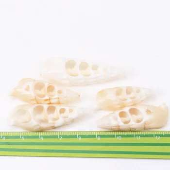 Beyaz Doğal Spiral Kabuk Deniz Kabukları Kabuklu Zeeschelp DIY el yapımı ev dekoru takı yapımı Scrapbooking Craft 5 adet 40-55mm